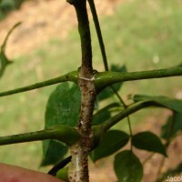 Millingtonia hortensis L.f.